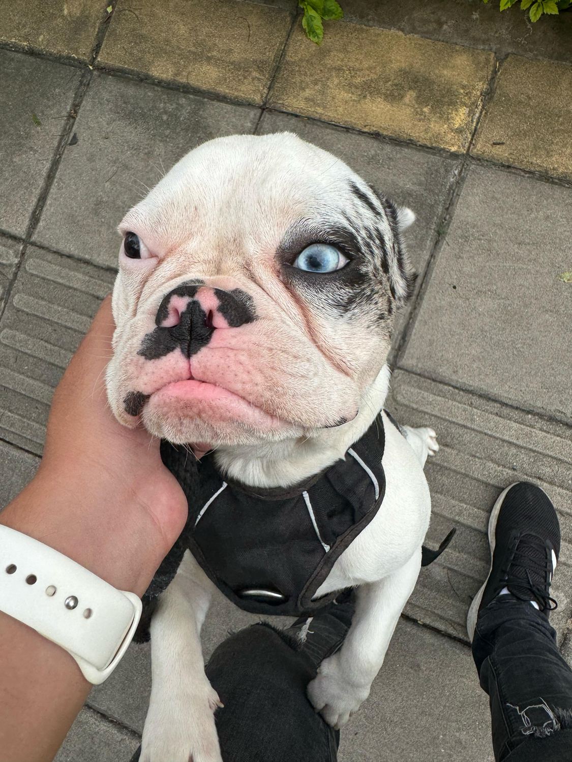 Perro cliente de EduCan en Bucaramanga